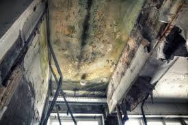 Why You Should Choose Our Mold Remediation Services in Chillicothe, MO